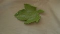 Petite feuille verte 